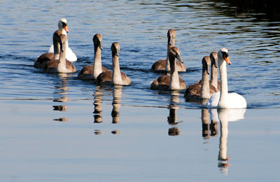 swans-346922_1280